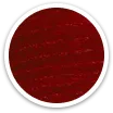TCP 16/6 burgundy - interior 1:10