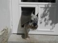 Pet Doors